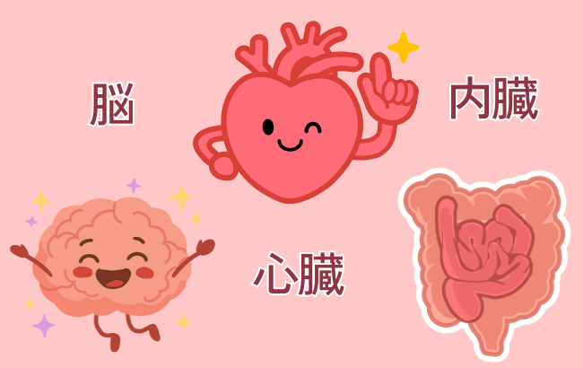 脳・心臓・内臓の画像