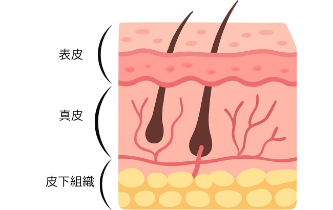 表皮、真皮、皮下組織の解説画像