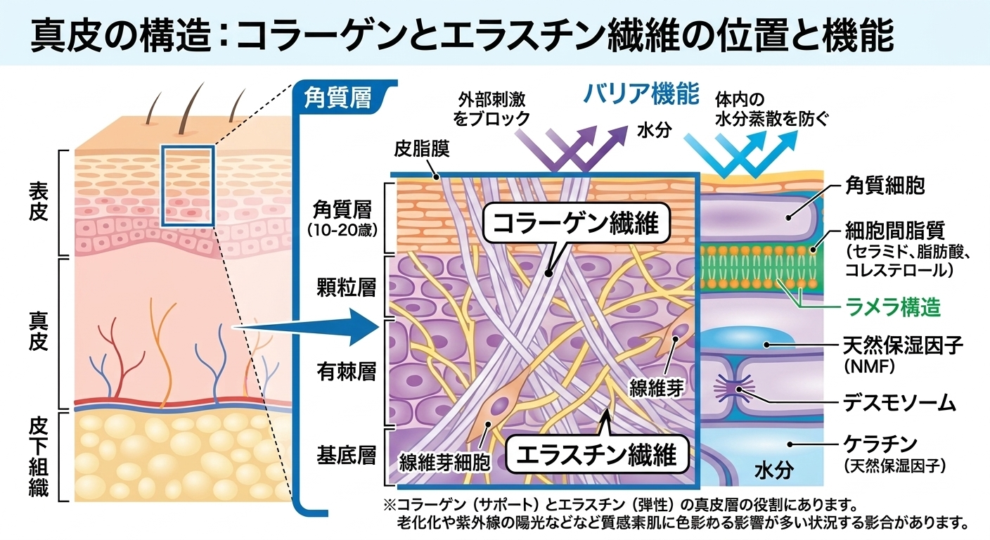 コラーゲンやエラスチンの位置や役割を解説した画像