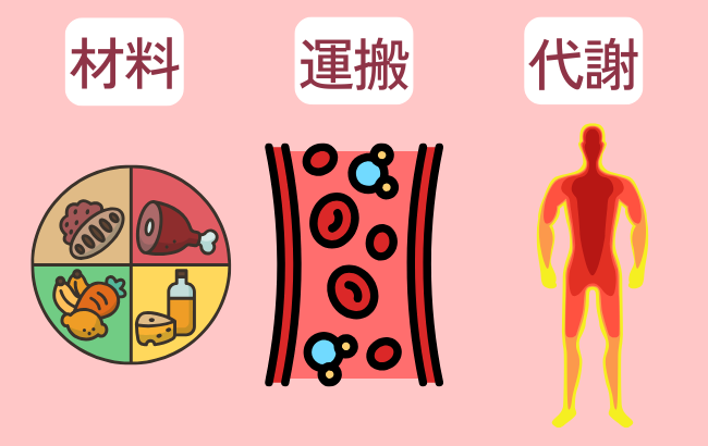 材料 × 運搬 × 代謝を表した画像